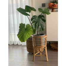 Renesse Home Lagos El Yapımı Rattan Çiçeklik / Saksı