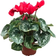 Betonish Cyclamen Persicum 'red'