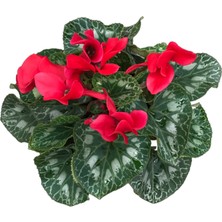 Betonish Cyclamen Persicum 'red'