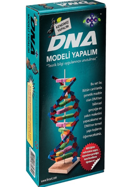 Dna Modeli Yapalım Deney Seti