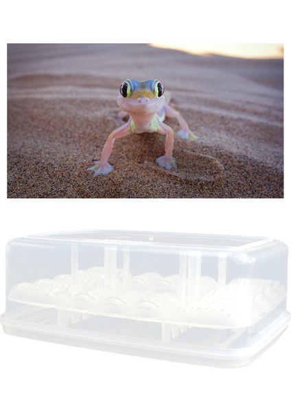 Sürüngen Inkübatör Tepsisi Askıya Alınmış Gecko Kutusu Amfibiler (Yurt Dışından)