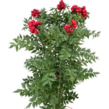 Betonish Kokina (Canlı Yılbaşı Çiçeği) (1 Demet 6 Dal)
