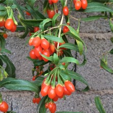 Alioğlu 1 Adet Goji Berry Fidanı ( Nq7 ) Uzun Meyve Tüplü 1 Yaş 12 Ay Dikebilirsiniz