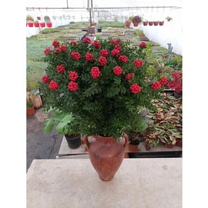 Smy Hobihanem Canlı Yılbaşı Çiçeği Kokina Şans Bitkisi 40-50 cm 6 Dal 1 Demet