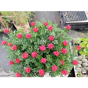 Smy Hobihanem Canlı Yılbaşı Çiçeği Kokina Şans Bitkisi 2 Demet 12 Dal