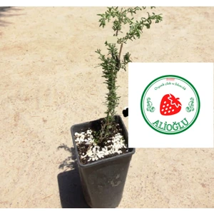 5 Adet Siyah Renkli Goji Berry Fidanı