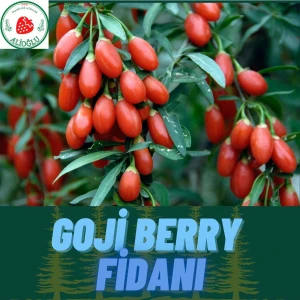 2 Adet Goji Berry Fidanı ( Nq7 ) Uzun Meyve Tüplü 1 Yaş 12 Ay Dikebilirsiniz