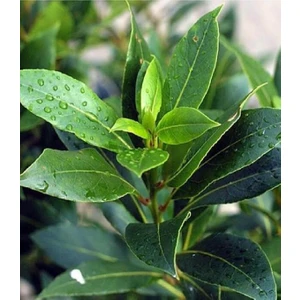 Çermik Fidancılık 3 Adet Tüplü Defne Ağacı Fidanıc