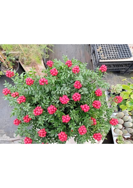 Canlı Yılbaşı Çiçeği Kokina Şans Bitkisi 2 Demet 12 Dal