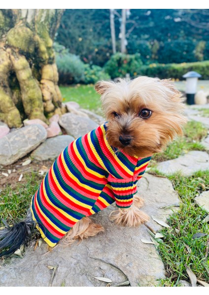 Betsy Köpek Kazağı Kıyafeti modelleri
