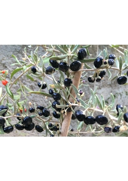 1 Adet Siyah Renkli Goji Berry Fidanı