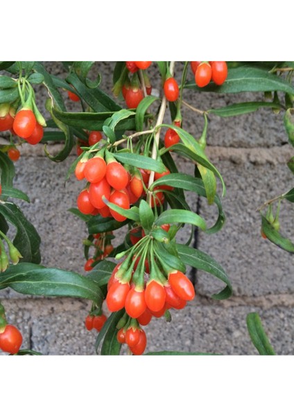 1 Adet Goji Berry Fidanı ( Nq7 ) Uzun Meyve Tüplü 1 Yaş 12 Ay Dikebilirsiniz