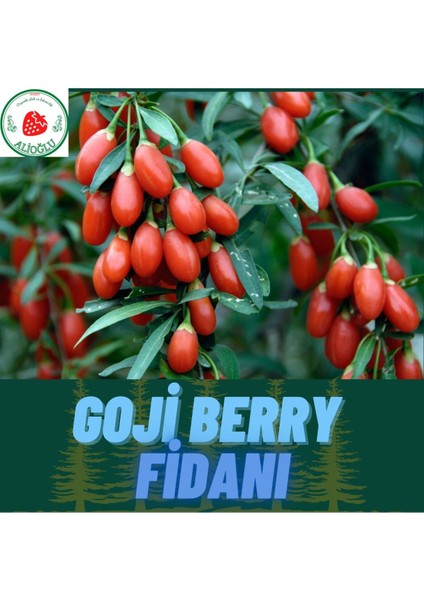 2 Adet Goji Berry Fidanı ( Nq7 ) Uzun Meyve Tüplü 1 Yaş 12 Ay Dikebilirsiniz