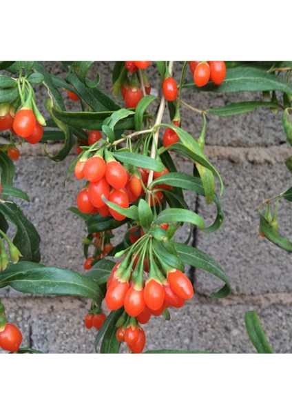 2 Adet Goji Berry Fidanı ( Nq7 ) Uzun Meyve Tüplü 1 Yaş 12 Ay Dikebilirsiniz