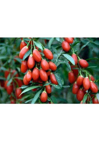 2 Adet Goji Berry Fidanı ( Nq7 ) Uzun Meyve Tüplü 1 Yaş 12 Ay Dikebilirsiniz