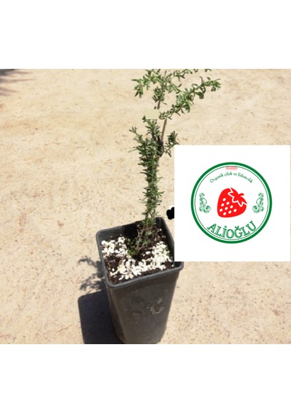 2 Adet Goji Berry Fidanı ( Nq7 ) Uzun Meyve Tüplü 1 Yaş 12 Ay Dikebilirsiniz