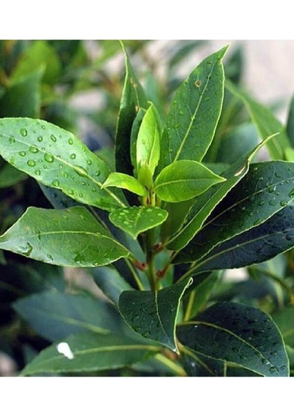 3 Adet Tüplü Defne Ağacı Fidanıc