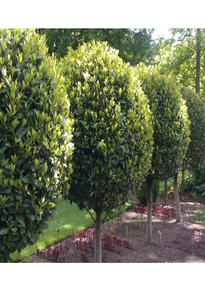 3 Adet Tüplü Defne Ağacı Fidanıc fiyatları