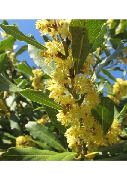 3 Adet Tüplü Defne Ağacı Fidanıc modelleri