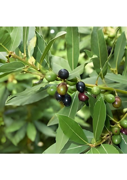 3 Adet Tüplü Defne Ağacı Fidanıc fırsatları