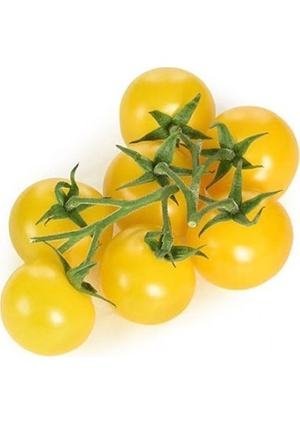Sarı Cherry Domates Tohumu Sarı Domates Tohumu 10 Adet Tohum