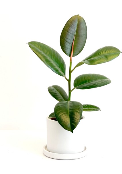 Kauçuk - Ficus Elastica Robusta - Ruby Beyaz Saksılı- 40-60cm