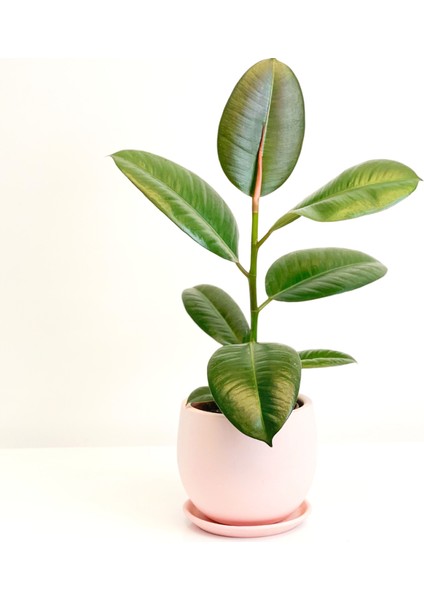 Kauçuk - Ficus Elastica Robusta -Curvy Pembe Saksılı- 40-60cm