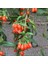 2 Adet Goji Berry Fidanı ( Nq7 ) Uzun Meyve Tüplü 1 Yaş 12 Ay Dikebilirsiniz 2