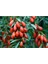 2 Adet Goji Berry Fidanı ( Nq7 ) Uzun Meyve Tüplü 1 Yaş 12 Ay Dikebilirsiniz 3
