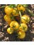 Sarı Cherry Domates Tohumu Sarı Domates Tohumu 10 Adet Tohum 2