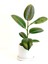 Kauçuk - Ficus Elastica Robusta - Ruby Beyaz Saksılı- 40-60cm 1