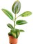 Kauçuk - Ficus Elastica Robusta - 40-60cm 1