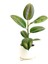 Kauçuk - Ficus Elastica Robusta -Curvy Beyaz Saksılı- 40-60cm 1