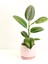 Kauçuk - Ficus Elastica Robusta -Curvy Pembe Saksılı- 40-60cm 1