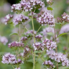 Raaz Kekik Uçucu Yağı %100 Saf Oregano Onites 10 ml