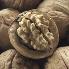 Tunç Botanik Fernette Ceviz Fidanı 3 Yaş Tüplü ve Aşılı