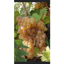 Tunç Botanik Narince Üzüm Fidanı 2 Yaş Tüplü 3 Adet