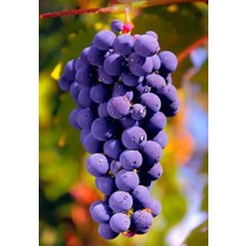 Tunç Botanik Öküzgözü Üzüm Fidanı 2 Yaş Tüplü