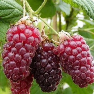 Tunç Botanik Ahududu Frambuaz Fidanı 2 Yaş Tüplü 2 Adet