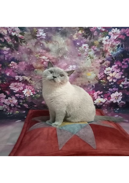 Kedi Yatağı fiyatları