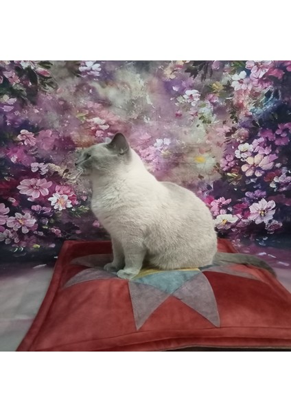 Kedi Yatağı modelleri