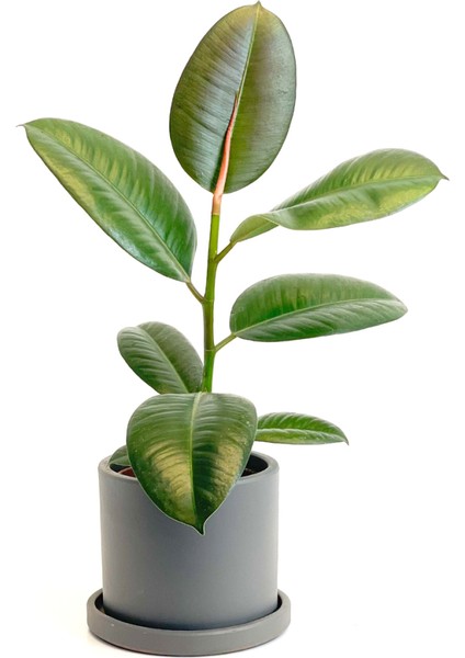 Kauçuk - Ficus Elastica Robusta - Ruby Gri Saksılı- 40-60cm