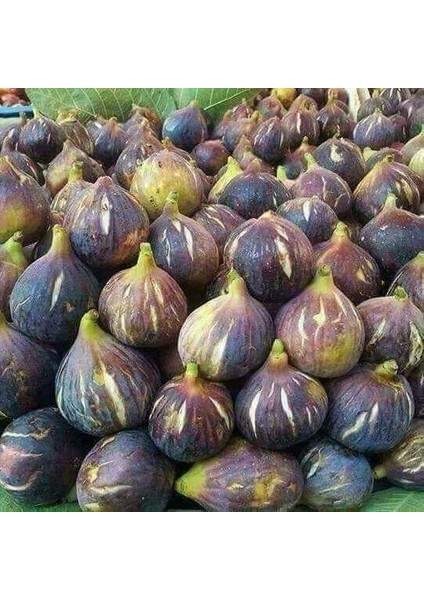 Patlıcan ( Siyah Orak) Incir Fidanı Tüplü 2 Adet