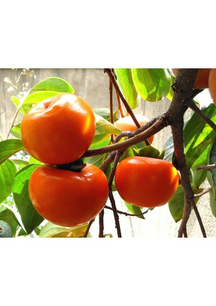 Hachiya Trabzon Hurması Fidanı ( Cennet Meyvesi) 3 Yaş Tüplü ve A fiyatları