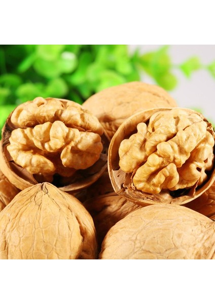 Chandler Ceviz Fidanı 3 Yaş Tüplü ve Aşılı 2 Adet