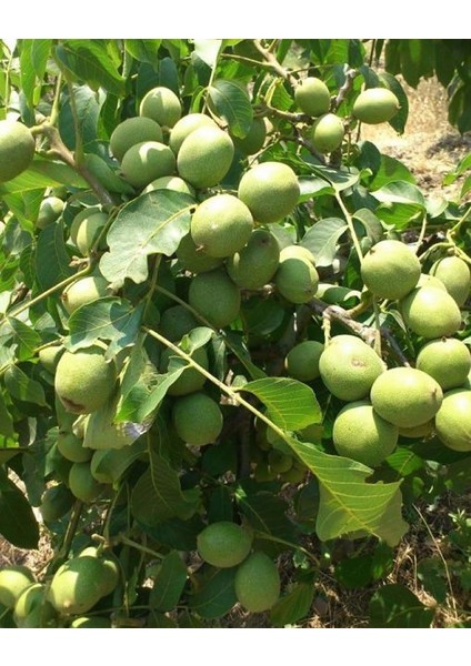 Chandler Ceviz Fidanı 3 Yaş Tüplü ve Aşılı 2 Adet fiyatları