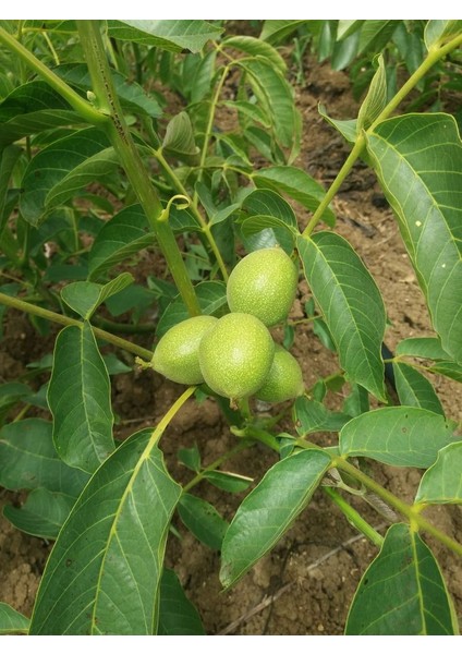 Chandler Ceviz Fidanı 3 Yaş Tüplü ve Aşılı 2 Adet modelleri