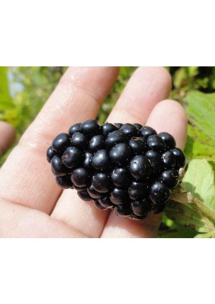 Dikensiz Jumbo Böğürtlen Fidanı 2 Yaş Tüplü