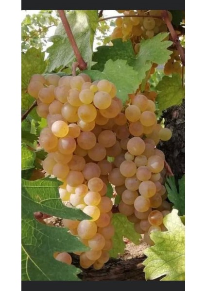 Narince Üzüm Fidanı 2 Yaş Tüplü 5 Adet