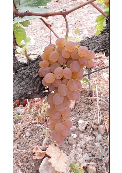 Narince Üzüm Fidanı 2 Yaş Tüplü 5 Adet fiyatları